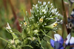 Castilleja lineariloba