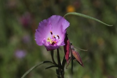 Clarkia arcuata