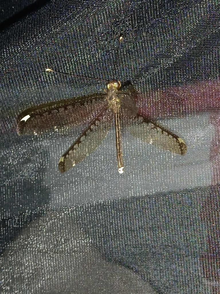 Haploglenius decorus