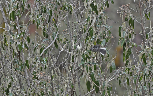 Ash-breasted Tit-Tyrant (Anairetes alpinus), photo 10