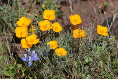 Eschscholzia lobbii