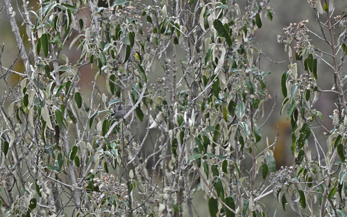 Ash-breasted Tit-Tyrant (Anairetes alpinus), photo 4