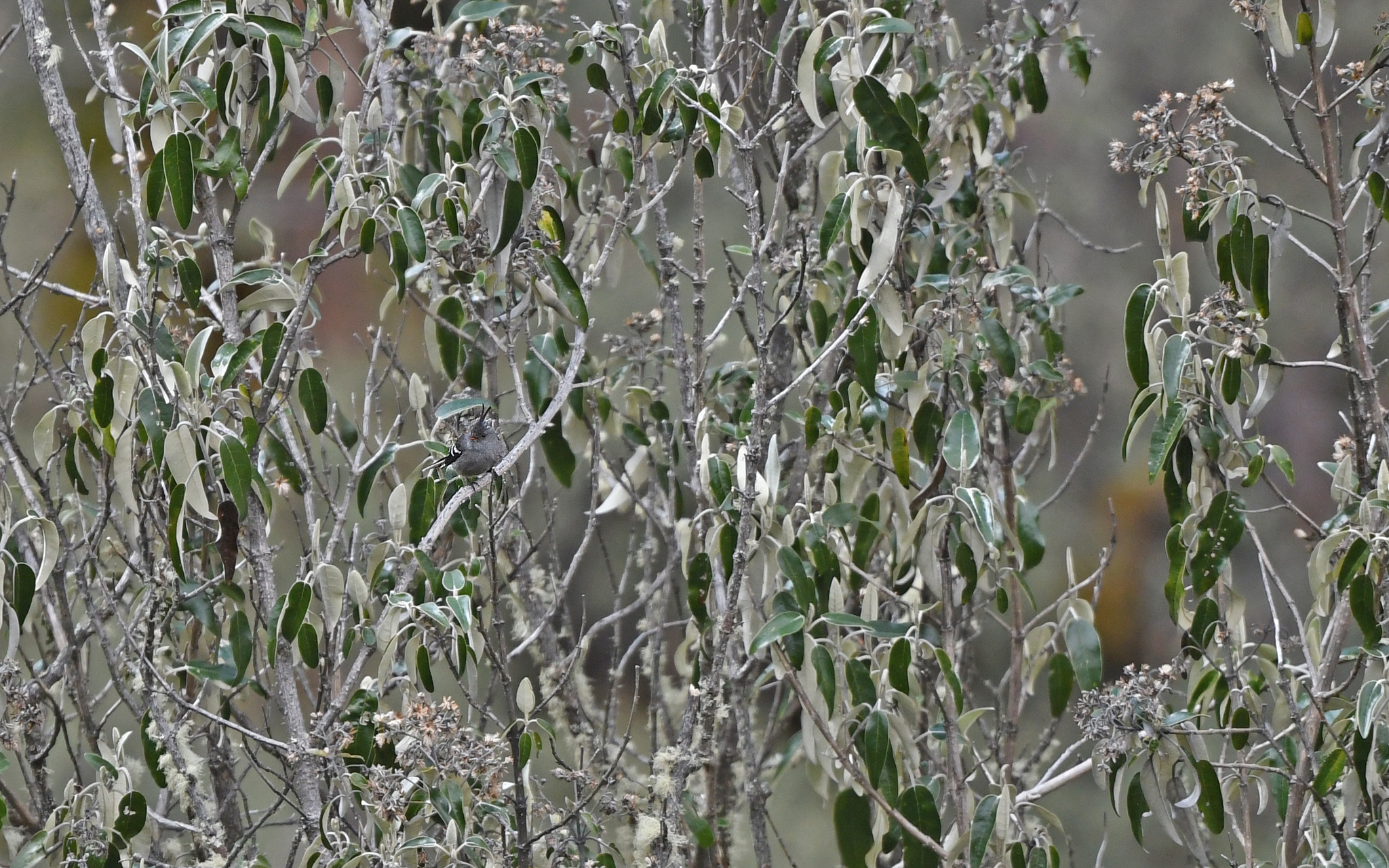 Ash-breasted Tit-Tyrant (Anairetes alpinus), photo 4