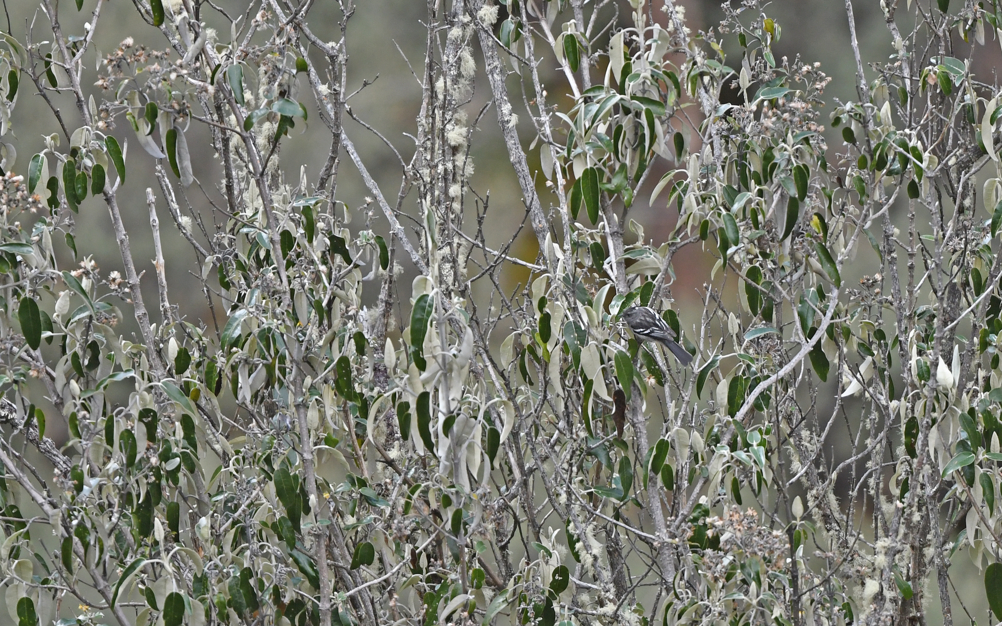 Ash-breasted Tit-Tyrant (Anairetes alpinus), photo 5