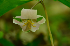 Trillium catesbaei