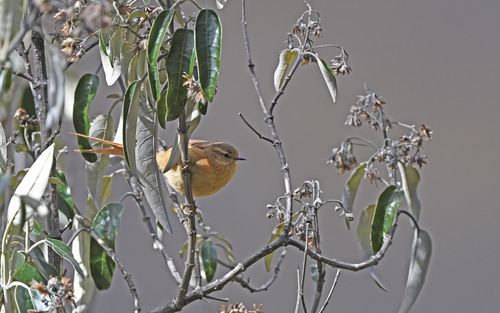 tawny tit-spinetail (Sylviorthorhynchus yanacensis)