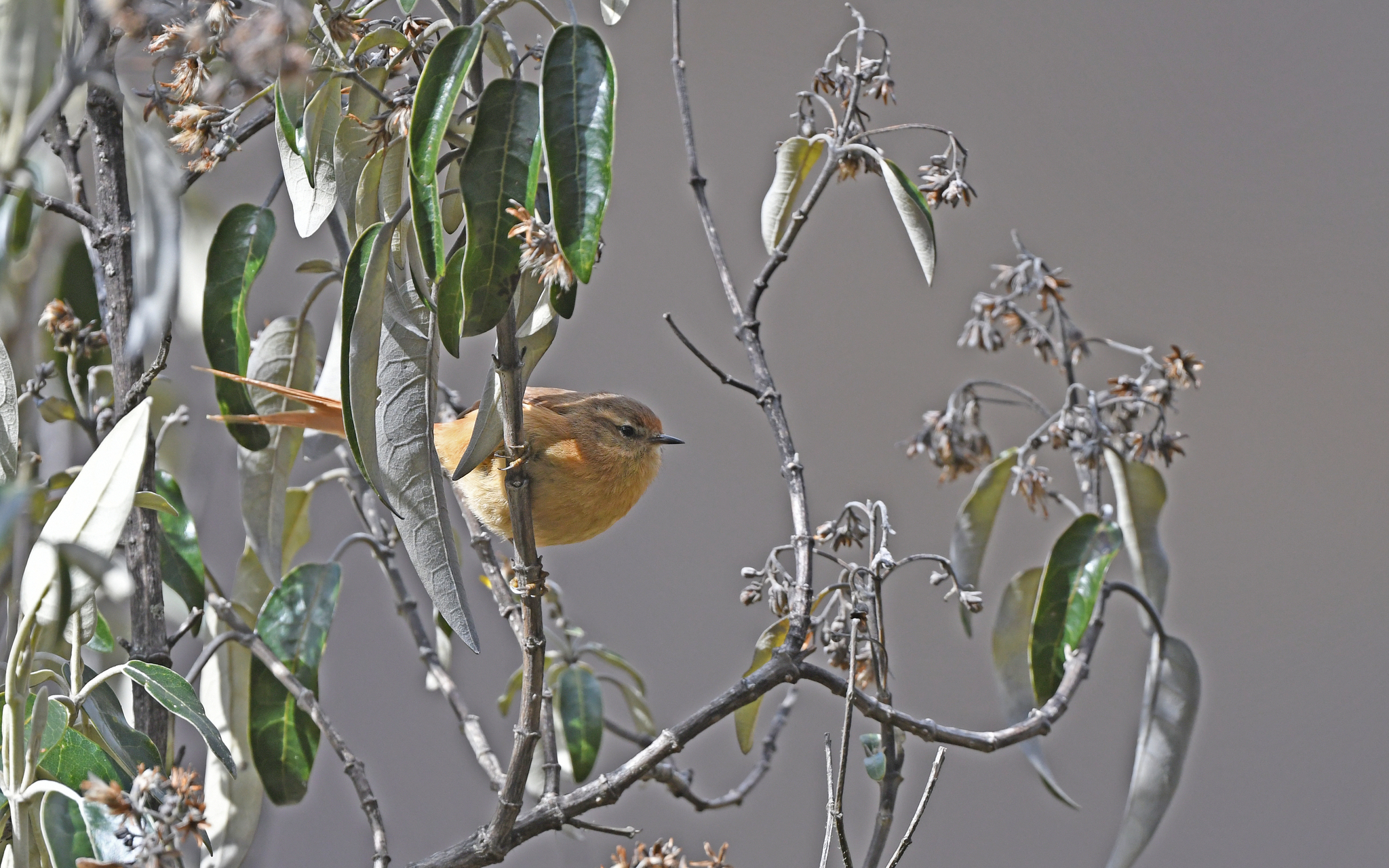 Tawny Tit-Spinetail (Sylviorthorhynchus yanacensis)