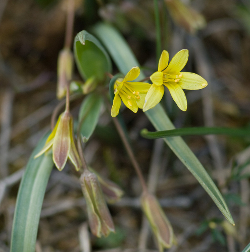 Reverchon’s Gagea (Gagea reverchonii)