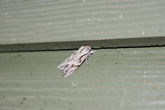 Egira crucialis