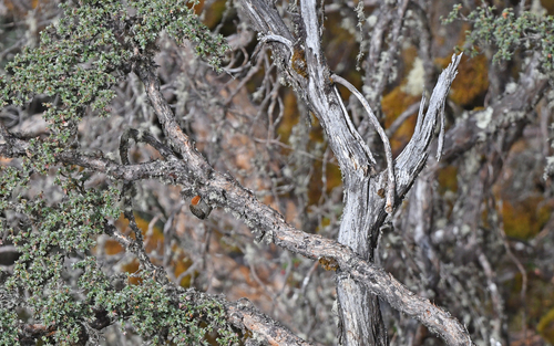 White-browed Tit-Spinetail (Leptasthenura xenothorax), photo 9