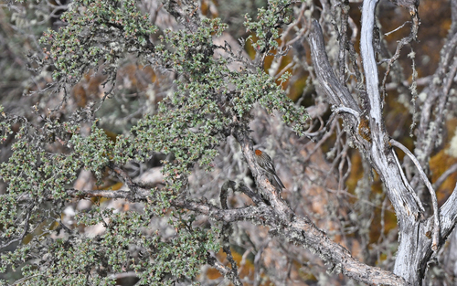 White-browed Tit-Spinetail (Leptasthenura xenothorax), photo 4