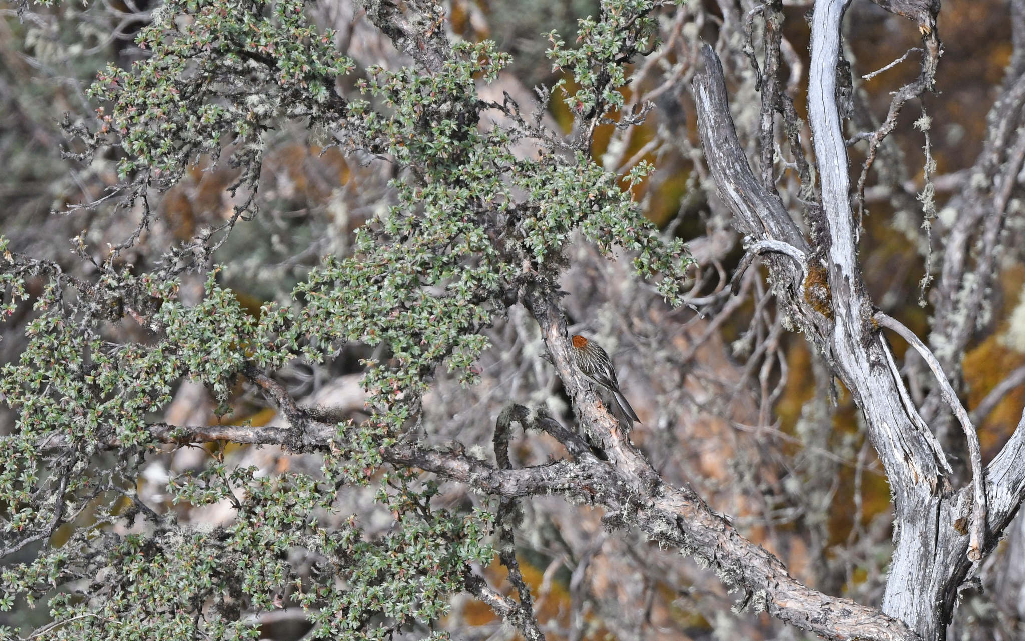 White-browed Tit-Spinetail (Leptasthenura xenothorax), photo 4