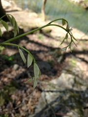 Cladrastis kentukea