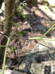 Cladrastis kentukea