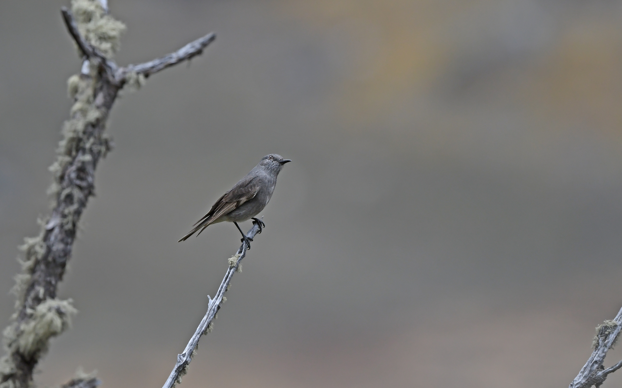 Rufous-webbed Bush-Tyrant illustration