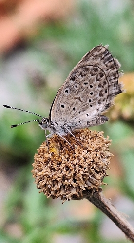 African Grass Blue