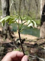 Cladrastis kentukea