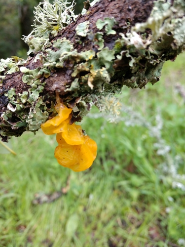 iNaturalist observation photo of Tremellaceae