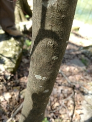 Cladrastis kentukea