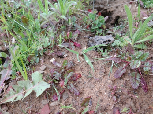 iNaturalist observation photo of Pacific chorus frog