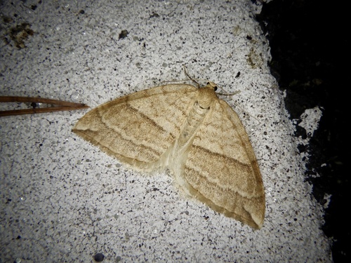 Nothoporinia mediolineata
