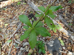 Petiveria alliacea