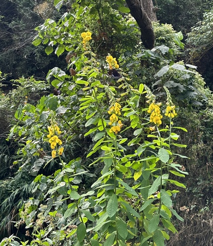 Indian Rattlebox (Crotalaria assamica)