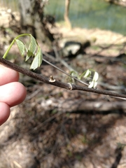 Cladrastis kentukea