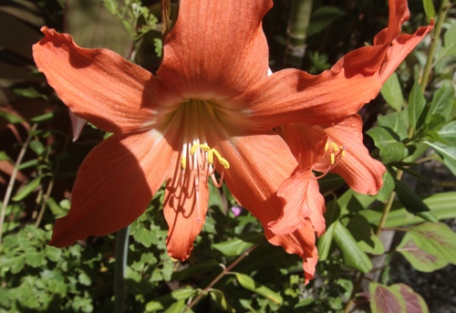 Hippeastrum puniceum