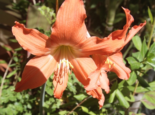 Hippeastrum puniceum