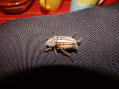 Anoxia australis