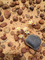 Dudleya brevifolia