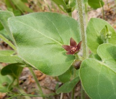 Matelea cynanchoides