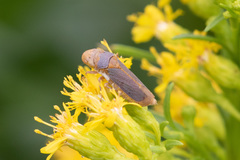 Oncometopia hamiltoni