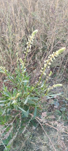 Reseda lanceolata (Reseda lanceolata)