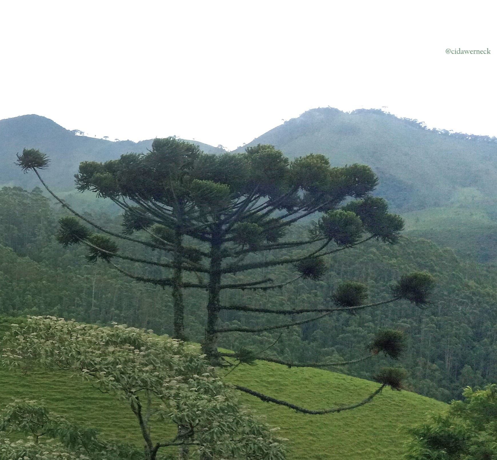 Araucaria angustifolia