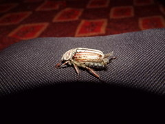 Anoxia australis
