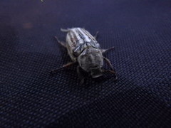 Anoxia australis