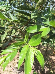 Psidium guajava image