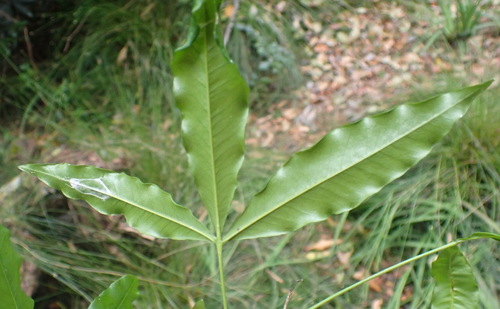 Image of Vepris lanceolata by (c) Nicola van Berkel, some rights reserved (CC BY-SA)