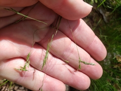 Poa autumnalis