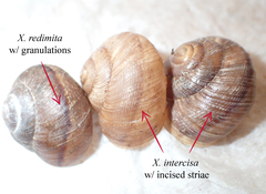 Xerarionta intercisa