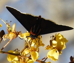 Elbella scylla