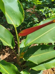 Heliconia latispatha image