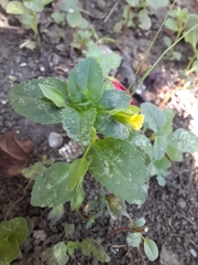 Mecardonia procumbens image