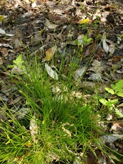 Carex leptalea harperi
