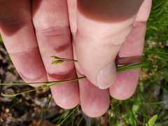 Carex leptalea harperi