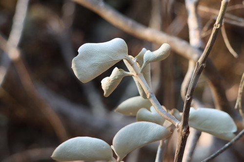 Image of Kalanchoe orgyalis by (c) amantedarmanin, some rights reserved (CC BY)