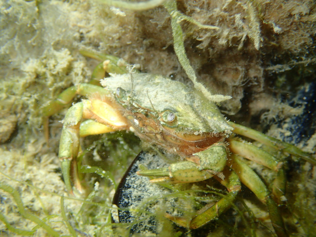 Mediterranean green crab