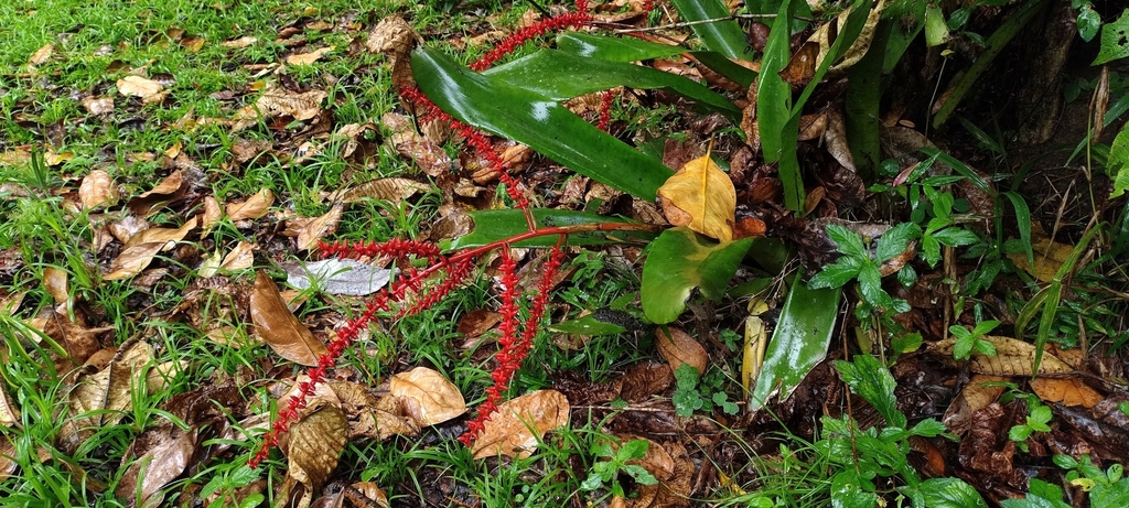 Wittmackia tentaculifera